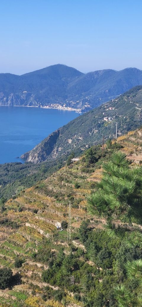 Terraced hillside above the sea at Cinque Terre