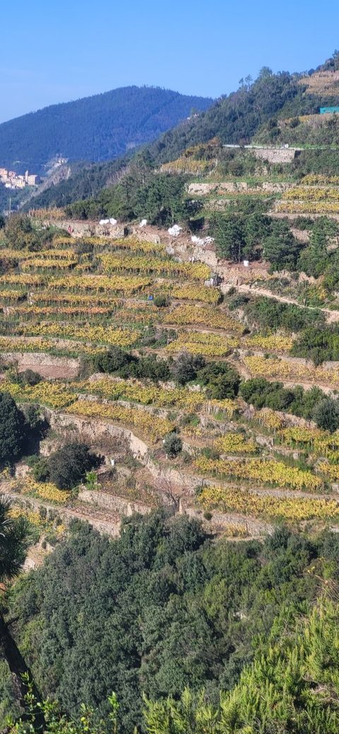 Steep terraced vineyards at Cinque Terre