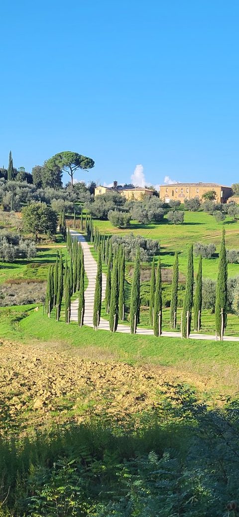 Cypress-lined drive through the vineyard at Palazzo Massaini