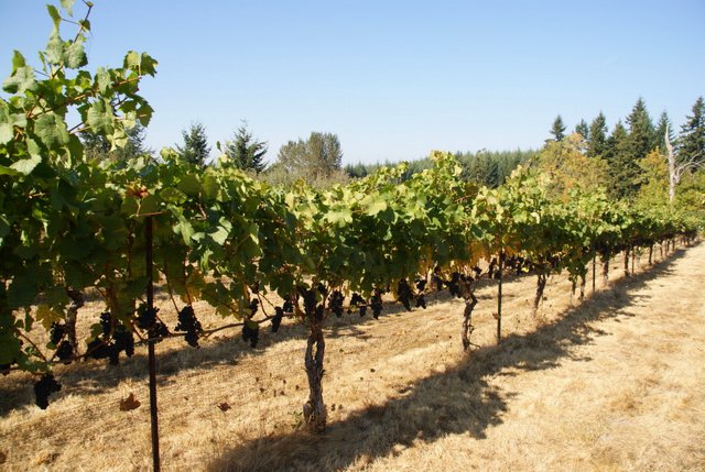 Villa Catalana Cellars