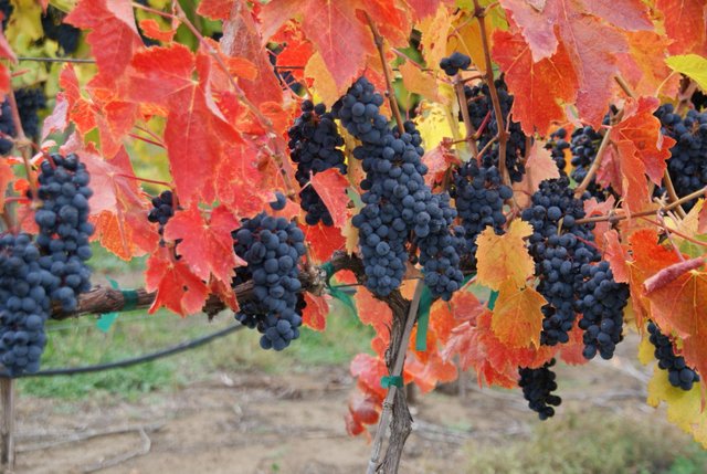 Villa Catalana Cellars