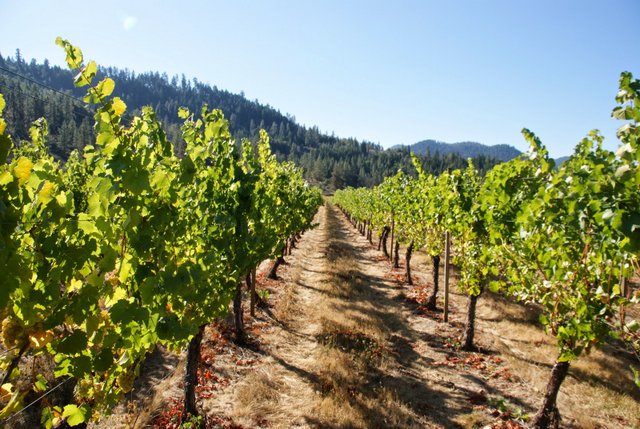 Villa Catalana Cellars